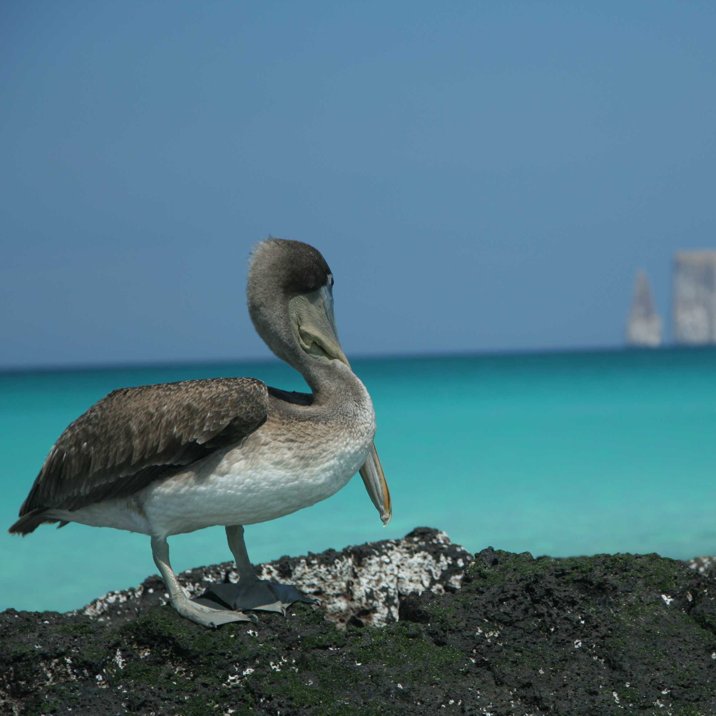 galapagos